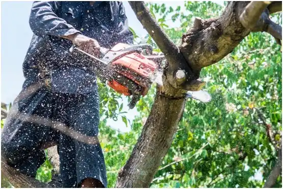 tree services Derby Line